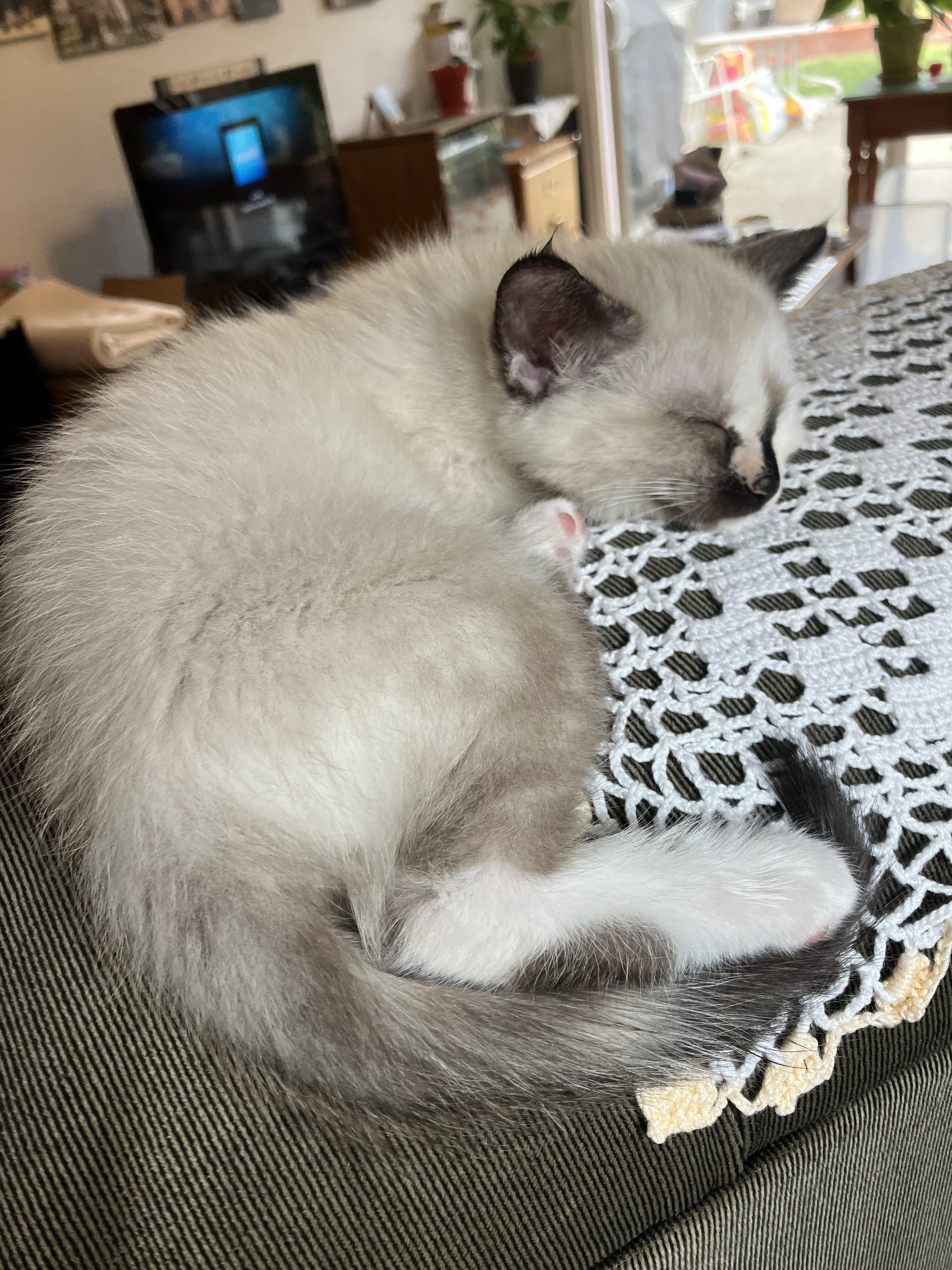 Enlarge Elizabeth Taylor, a Adopted Domestic Medium Hair in Hayward, CA image 2/3