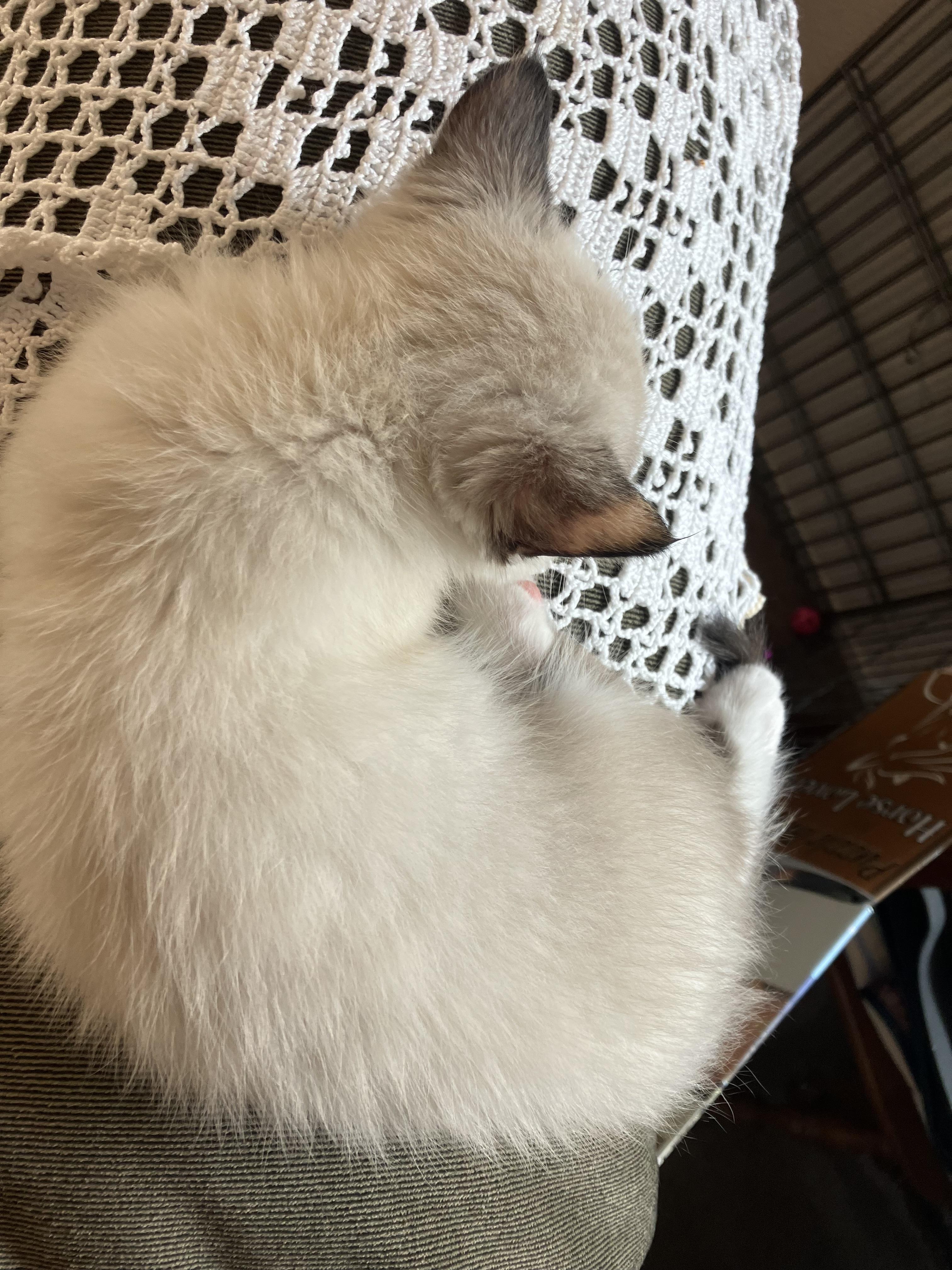 Enlarge Elizabeth Taylor, a Adopted Domestic Medium Hair in Hayward, CA image 3/3