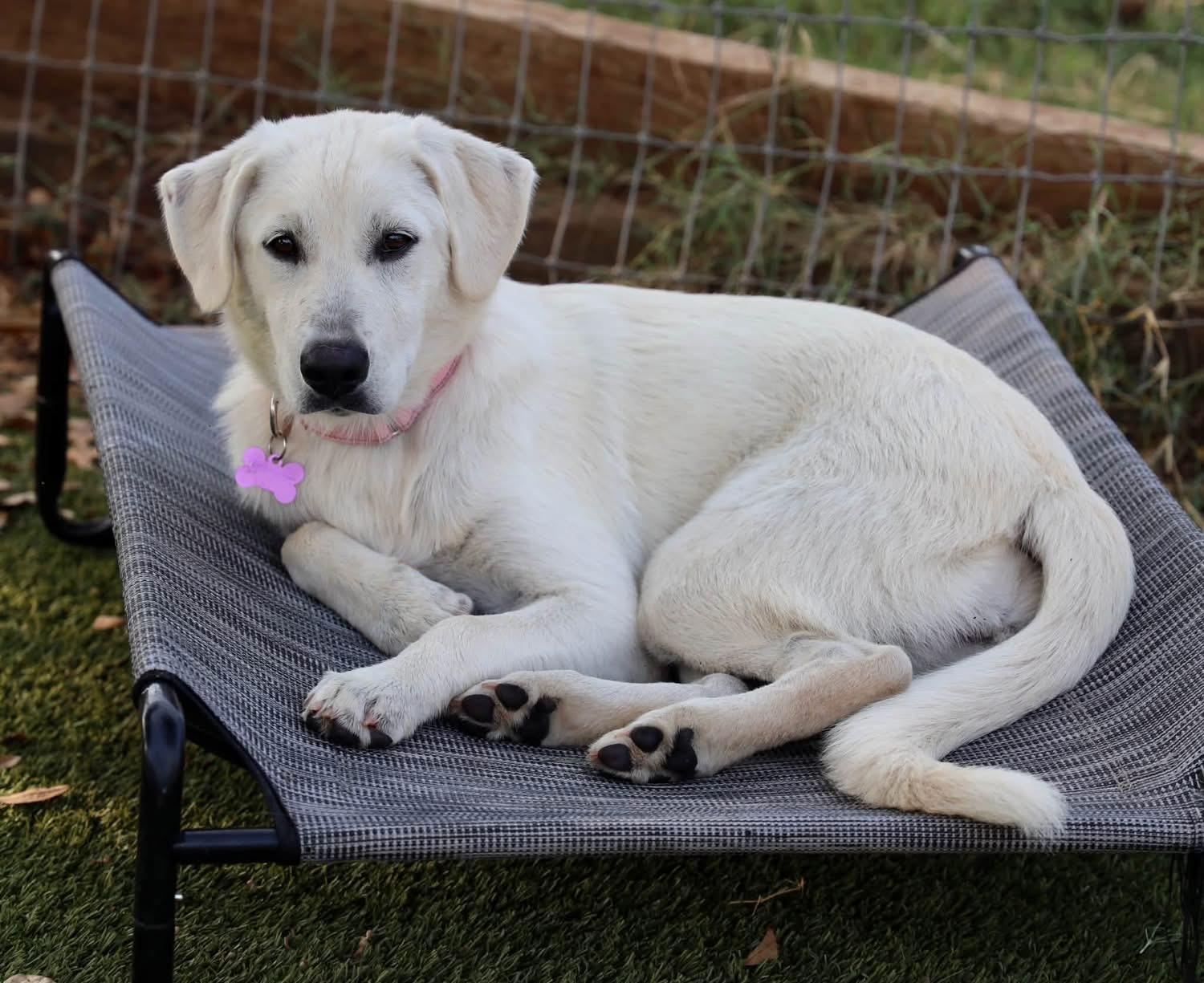 Twinkie, an adopted mixed breed in Southlake, TX image 4/5