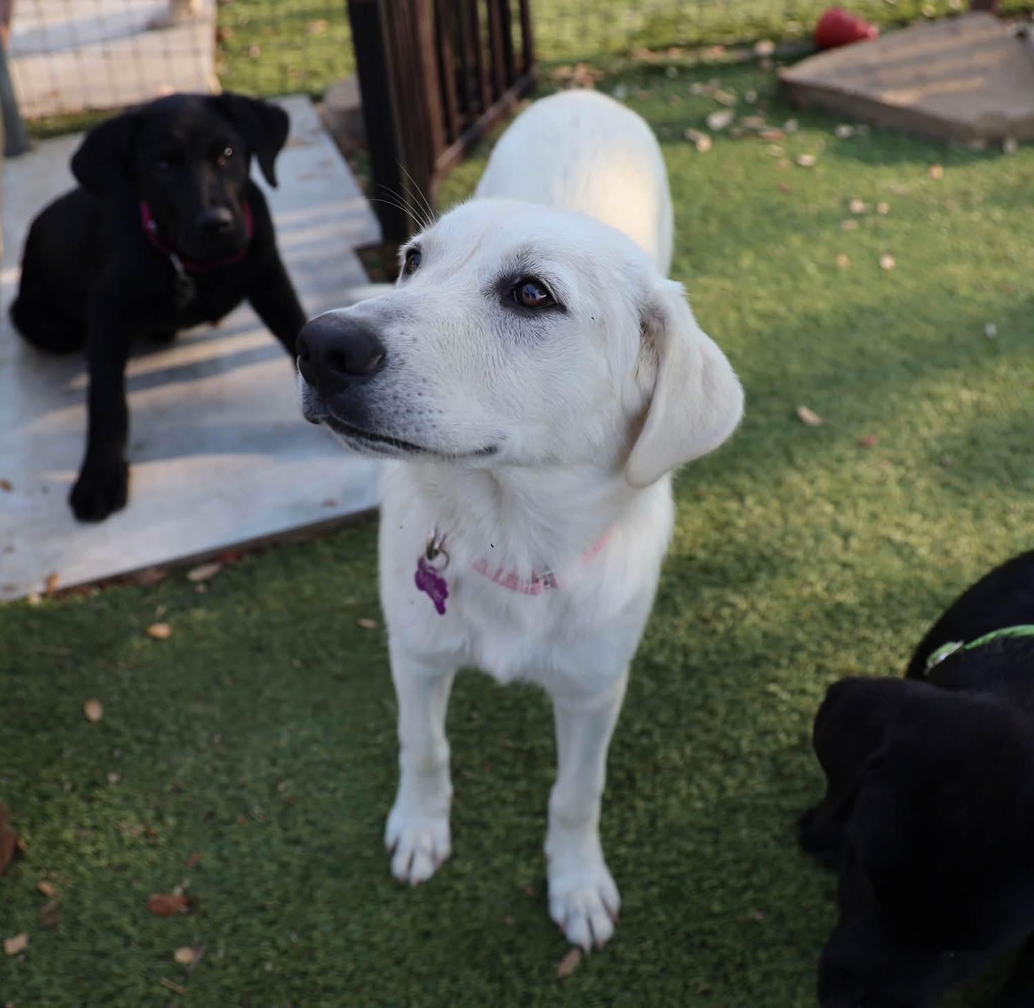 Twinkie, an adopted mixed breed in Southlake, TX image 3/5