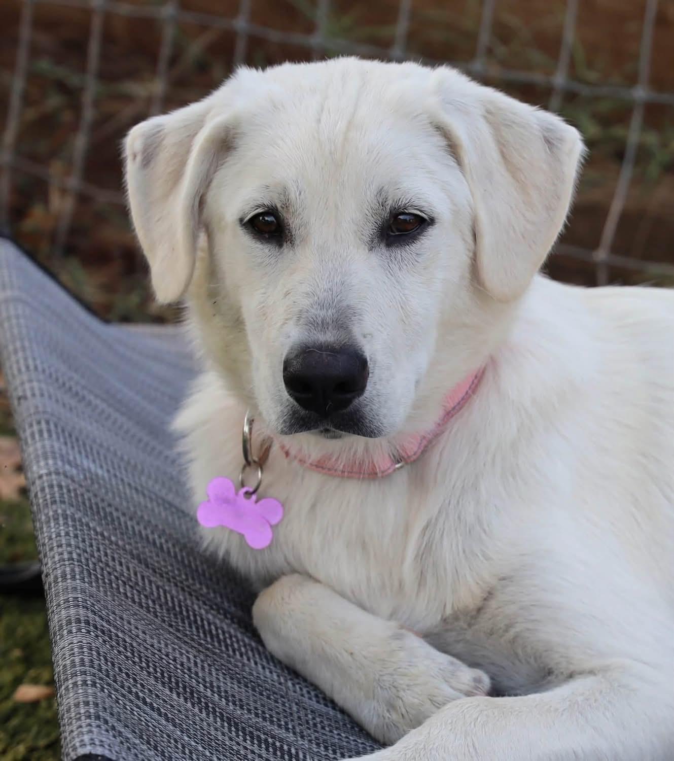 Twinkie, an adopted mixed breed in Southlake, TX image 2/5