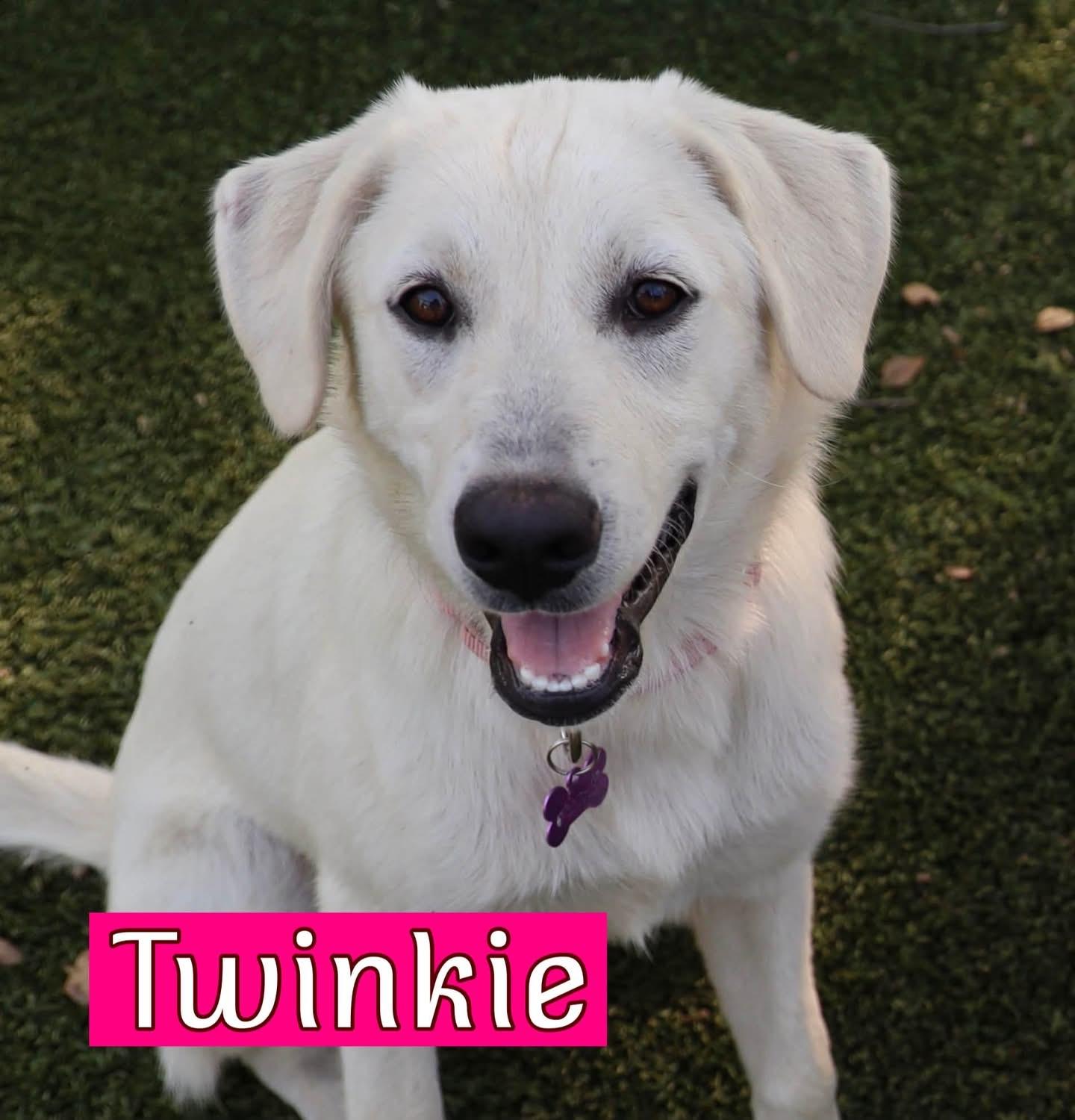 Twinkie, an adopted mixed breed in Southlake, TX image 1/5