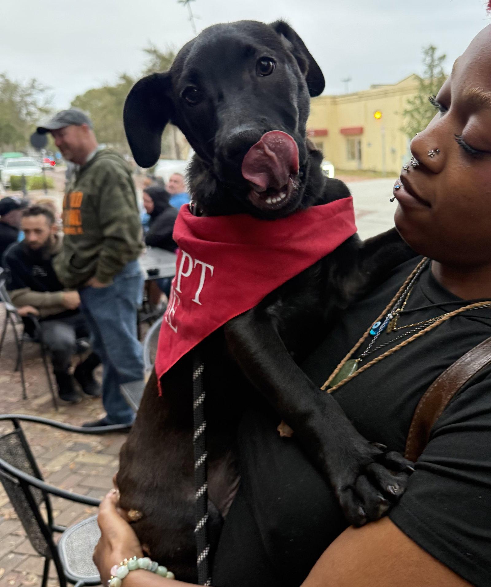 Enlarge Oregano, a Adoptable mixed breed in Sanford, FL image 1/3