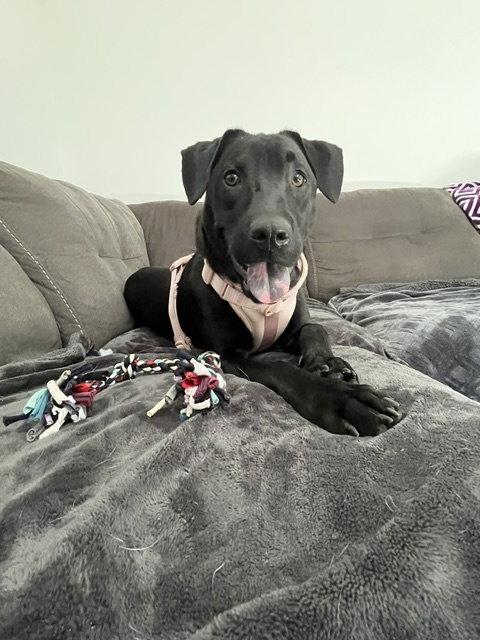 Oregano - TRAINING CAMP, a Adoptable mixed breed in Sanford, FL image 2/3