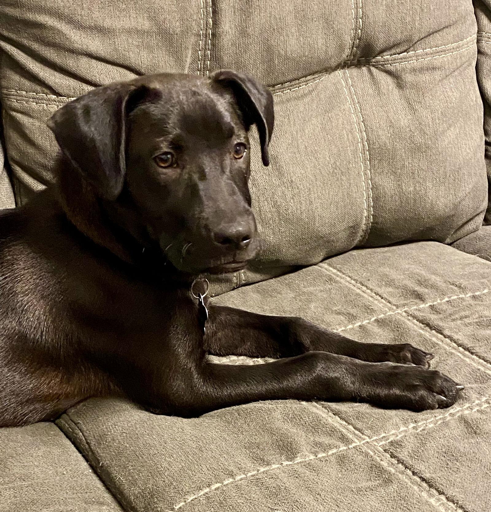 Enlarge Oregano, a Adoptable mixed breed in Sanford, FL image 3/3