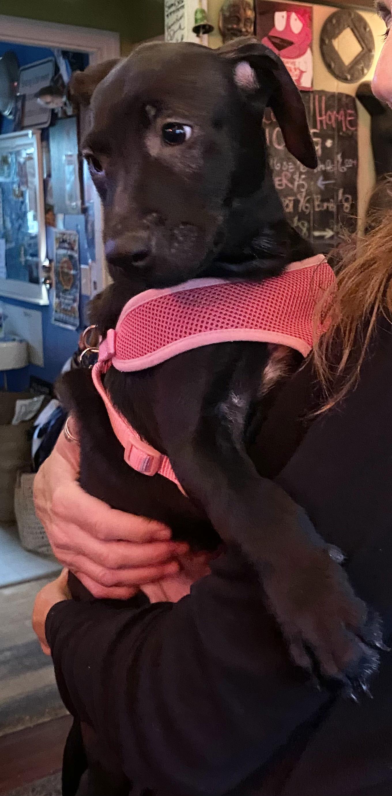 Enlarge Oregano, a Adoptable mixed breed in Sanford, FL image 3/3