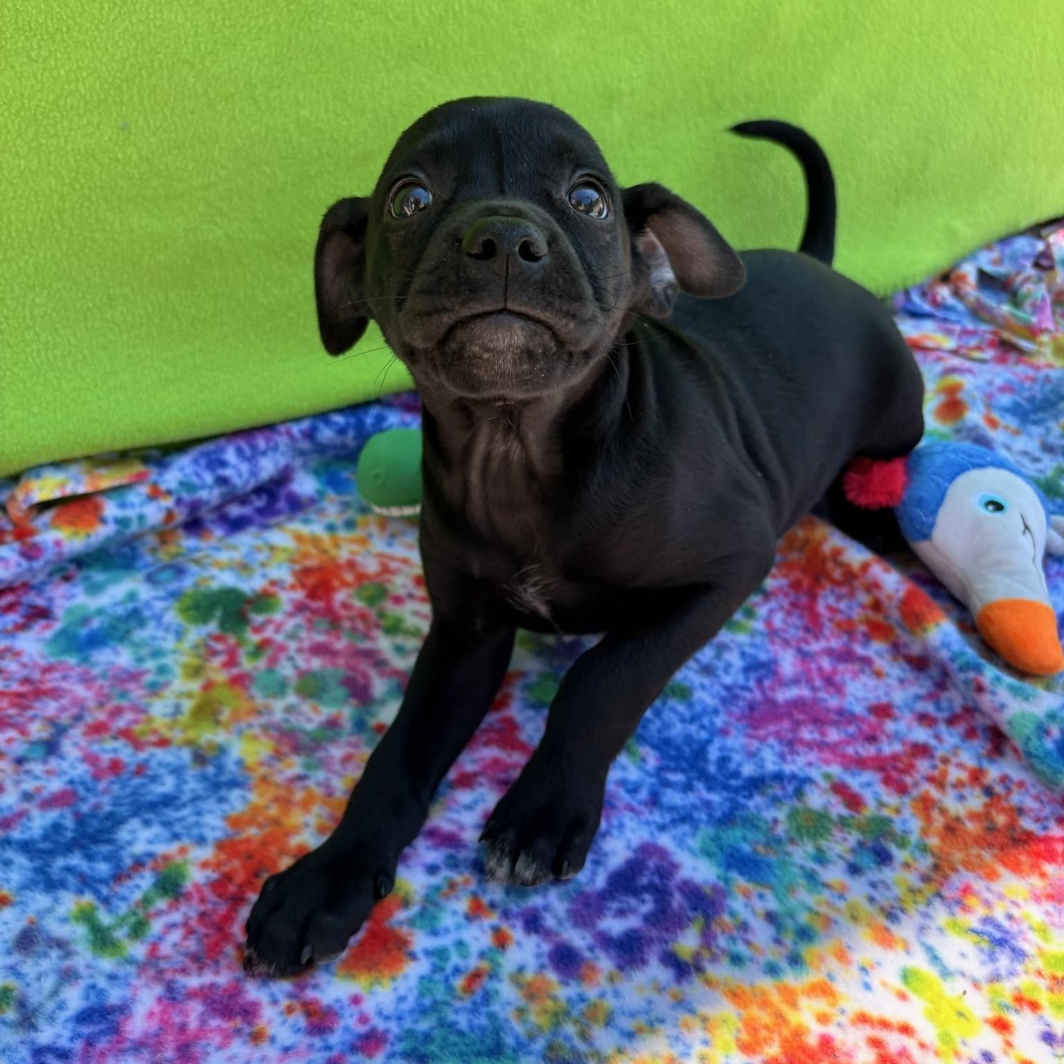 Enlarge Backpack , a Adoptable mixed breed in White Oak, PA image 4/6