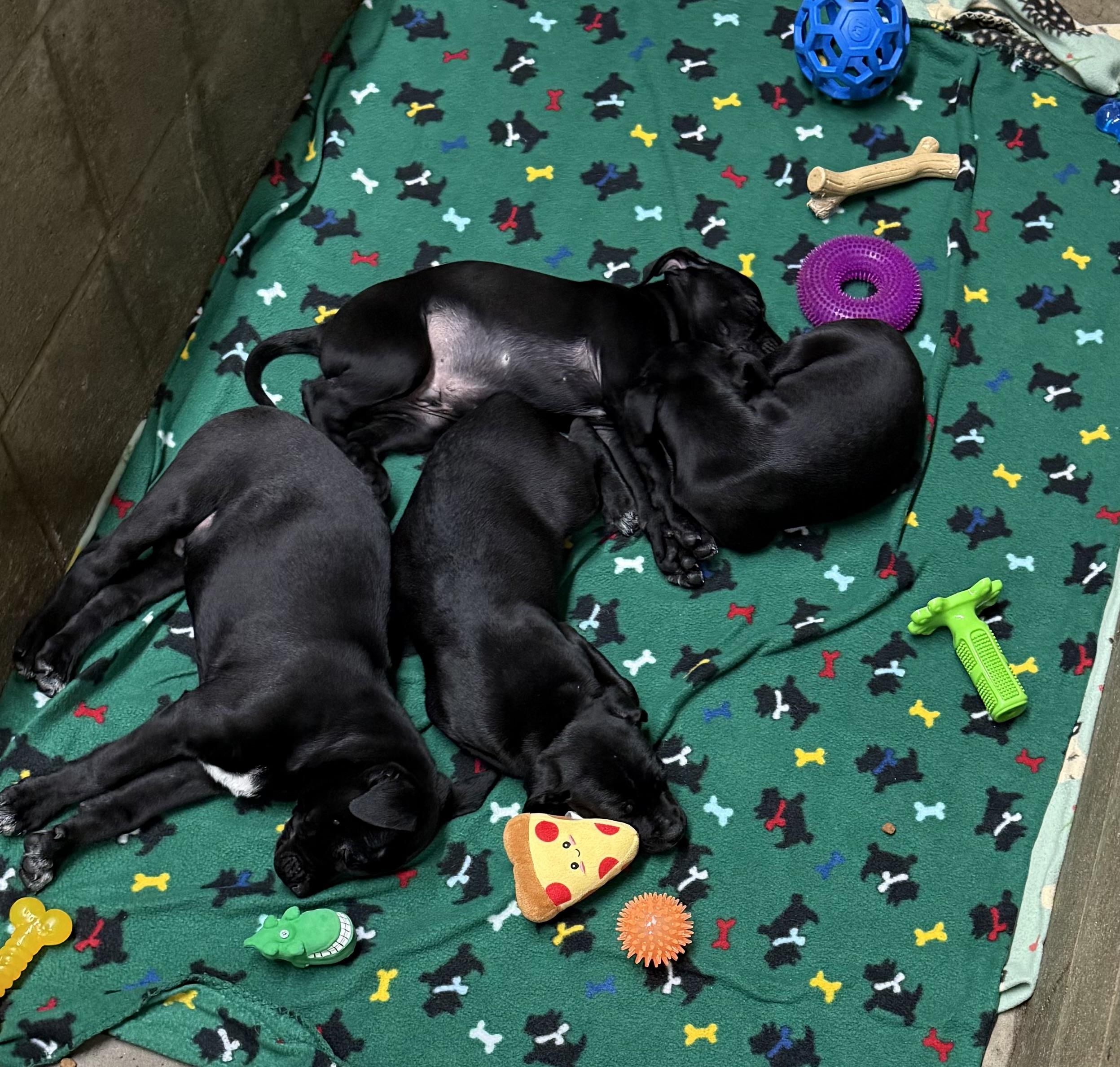 Enlarge Backpack , a Adoptable mixed breed in White Oak, PA image 3/6