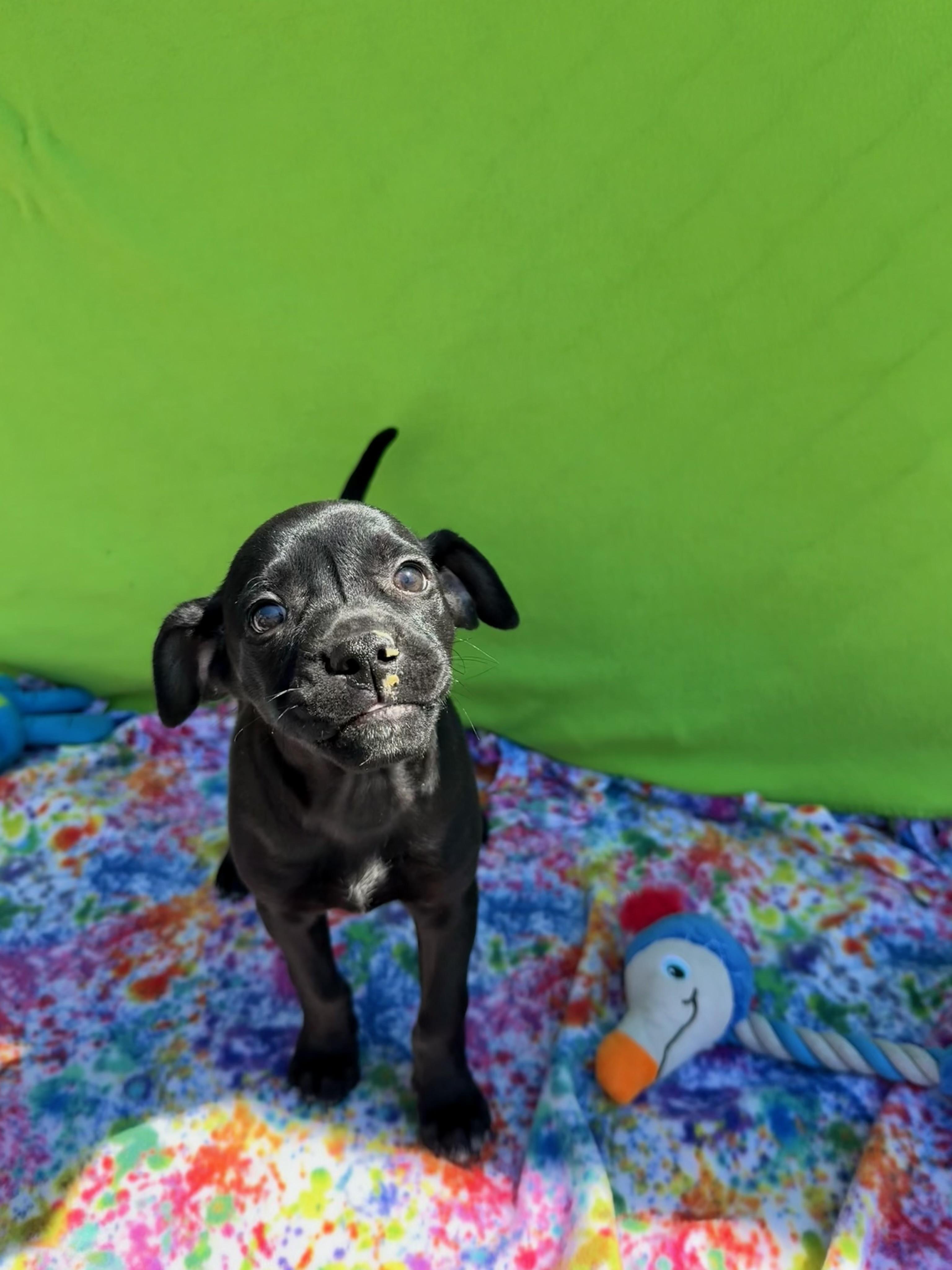 Enlarge Backpack , a Adoptable mixed breed in White Oak, PA image 6/6