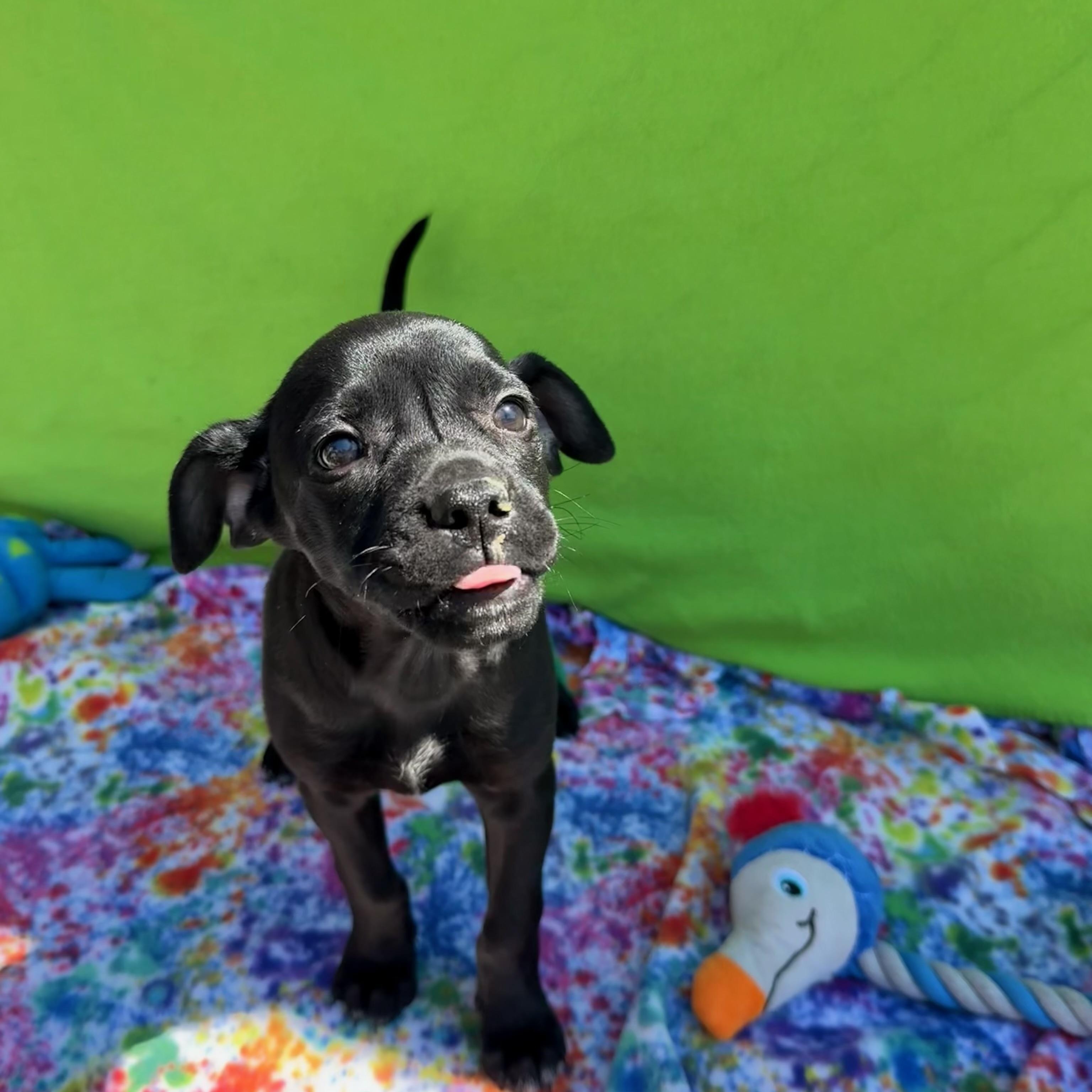 Backpack , Adoptable, Puppy Male Pug & Shepherd.