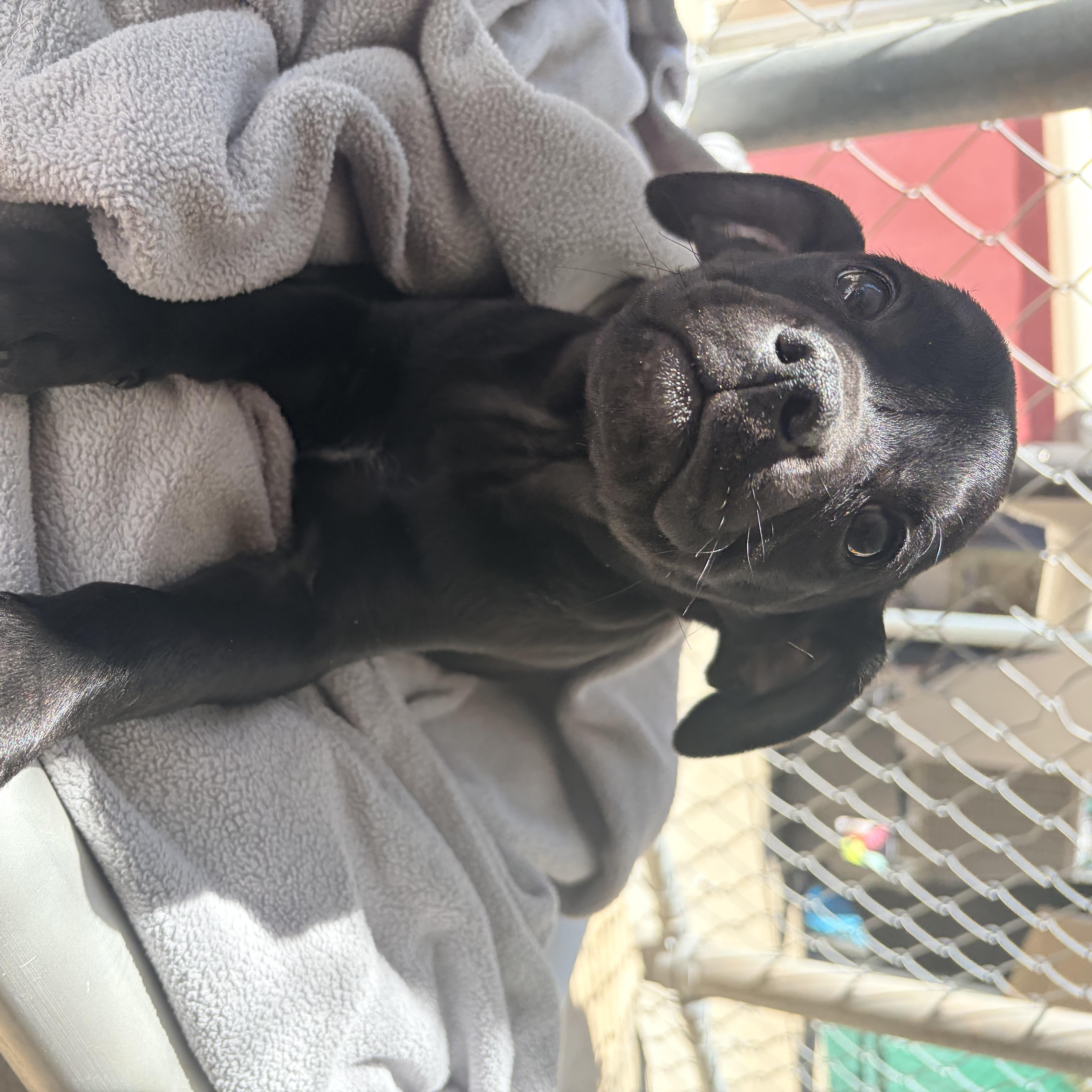 Enlarge Backpack , a Adoptable mixed breed in White Oak, PA image 5/6