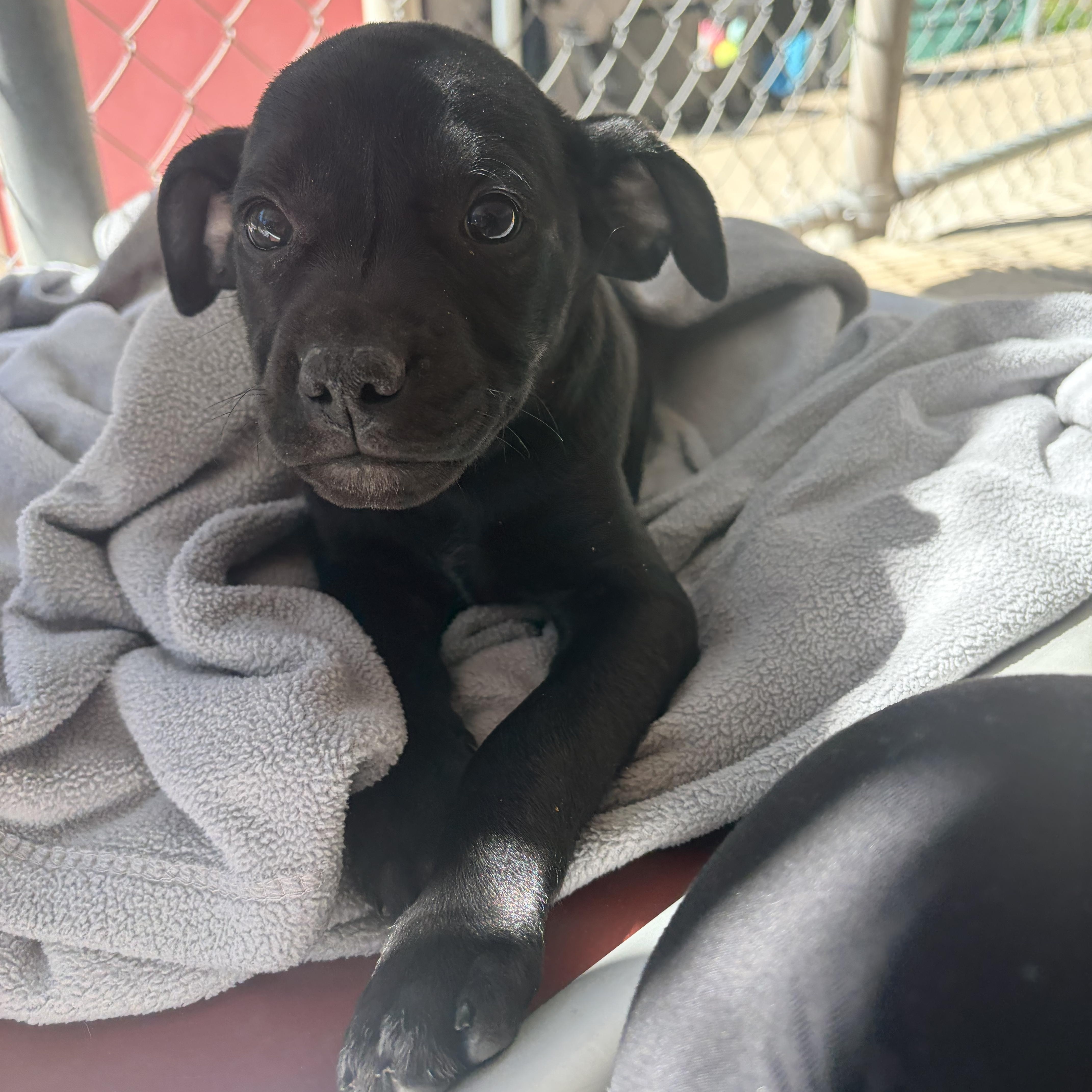 Enlarge Backpack , a Adoptable mixed breed in White Oak, PA image 2/6