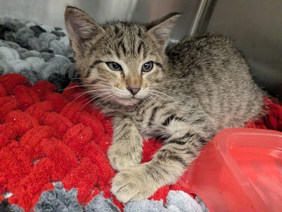 Gummy, Adopted, Kitten Male Domestic Short Hair.