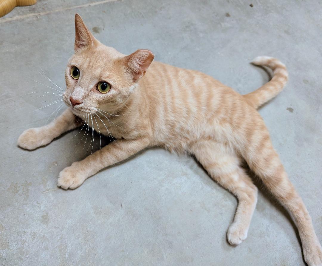Enlarge Henry, a Adoptable Domestic Short Hair in Ashland, VA image 2/4