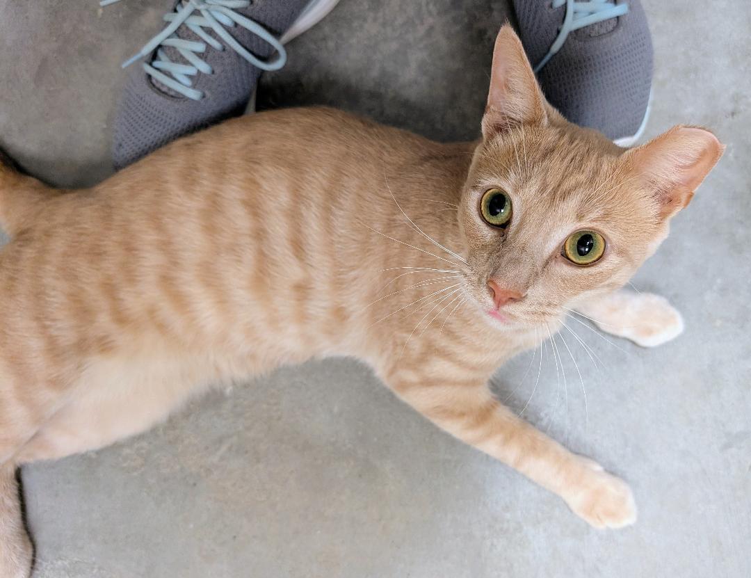 Enlarge Henry, a Adoptable Domestic Short Hair in Ashland, VA image 1/4