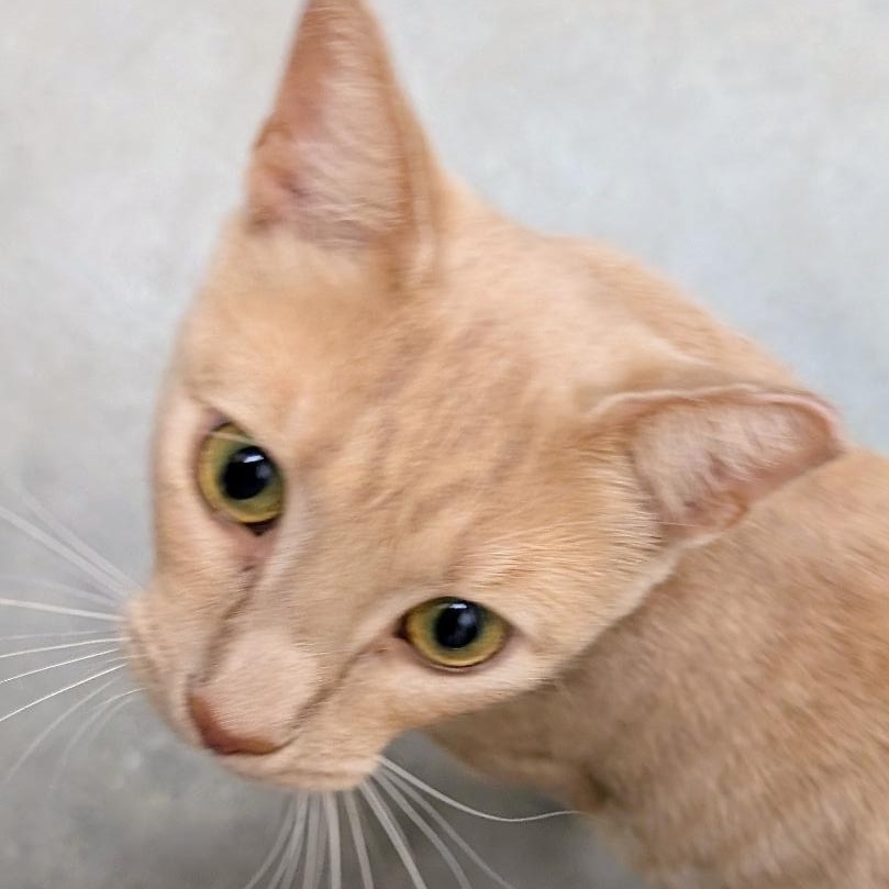 Enlarge Henry, a Adoptable Domestic Short Hair in Ashland, VA image 4/4