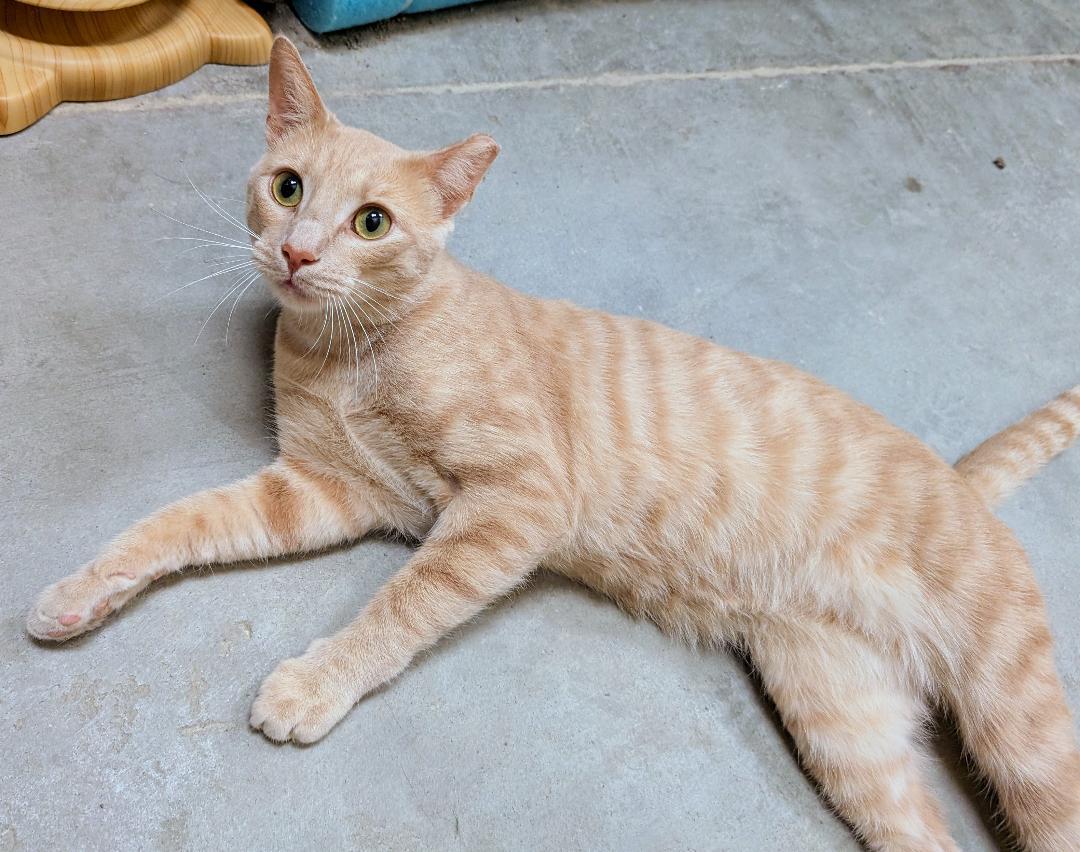 Enlarge Henry, a Adoptable Domestic Short Hair in Ashland, VA image 3/4