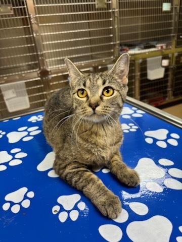 Virgo, an adoptable Domestic Short Hair in wetaskiwin, AB, t9a 2j4 | Photo Image 1