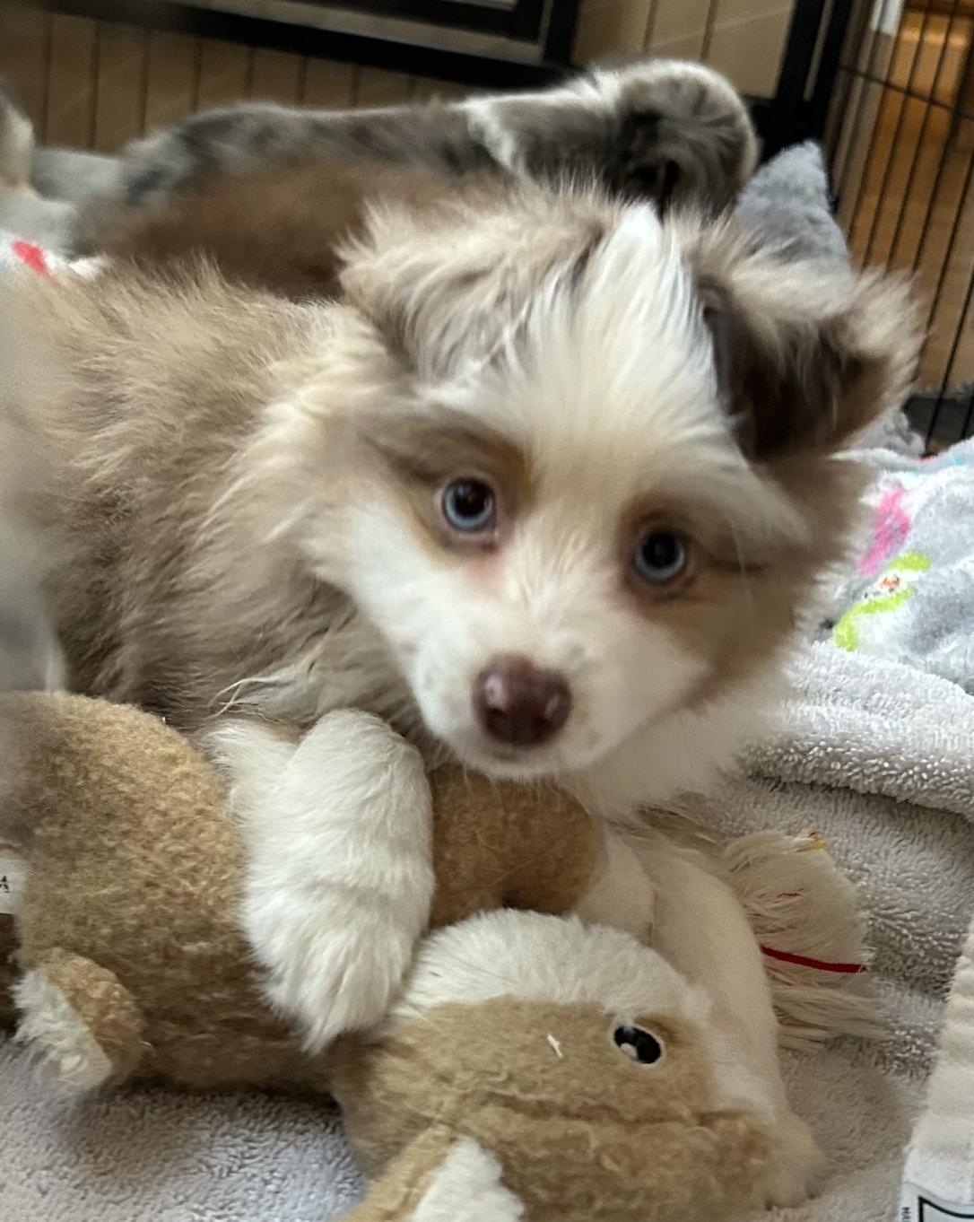 Chuck (Peanuts)/Macchiato, Adopted, Puppy Male Australian Shepherd.