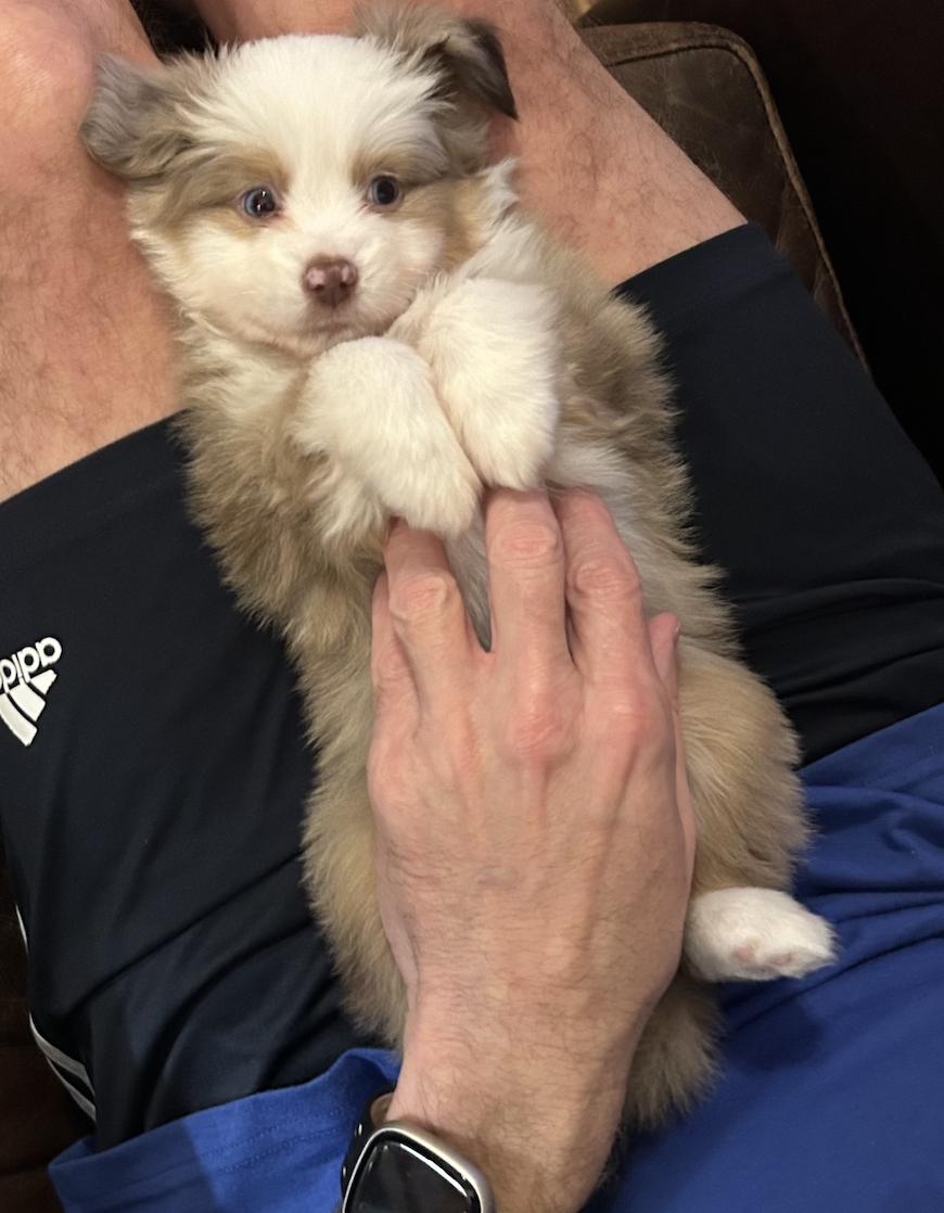 Enlarge Chuck (Peanuts)/Macchiato, a Adopted Australian Shepherd in Arlington, TX image 2/6