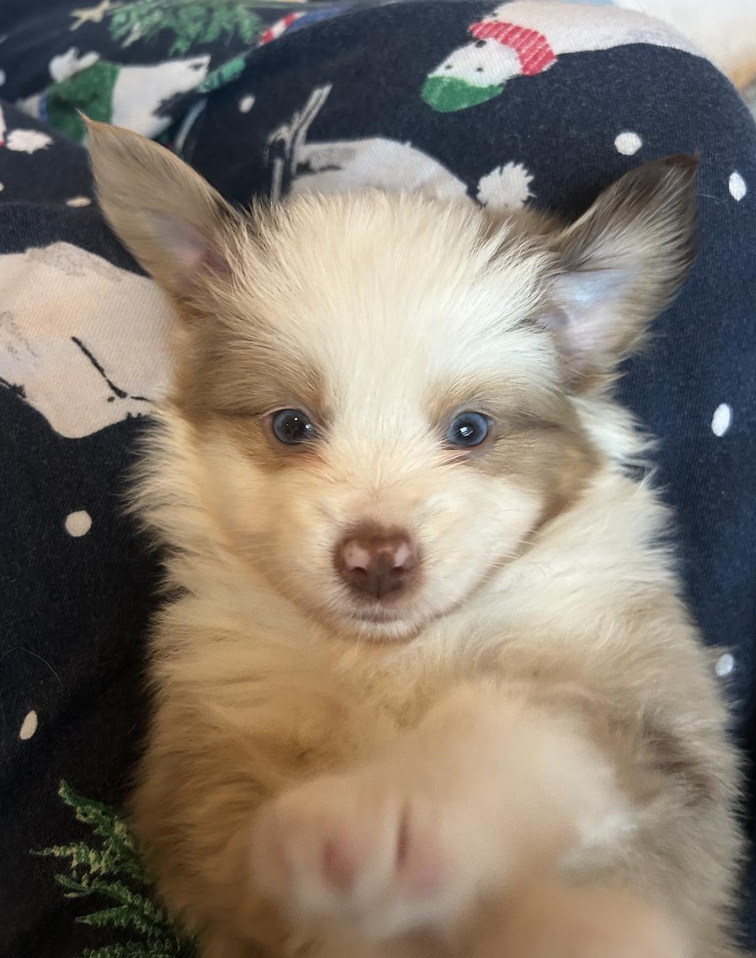 Enlarge Chuck (Peanuts)/Macchiato, a Adopted Australian Shepherd in Arlington, TX image 4/6