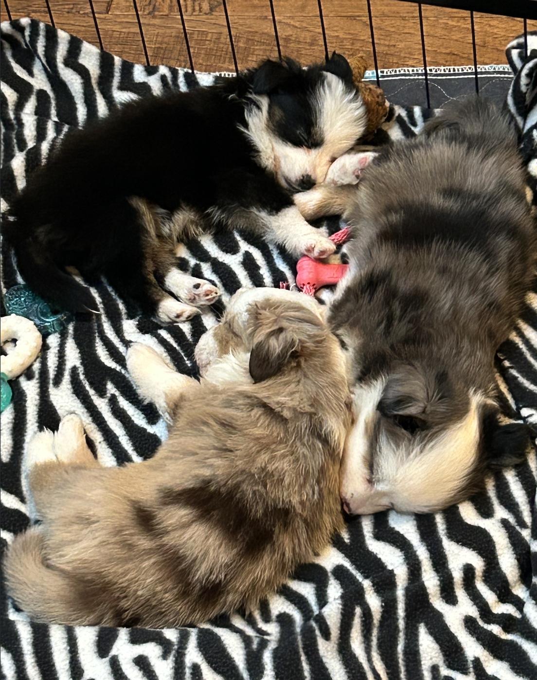 Enlarge Chuck (Peanuts)/Macchiato, a Adopted Australian Shepherd in Arlington, TX image 5/6