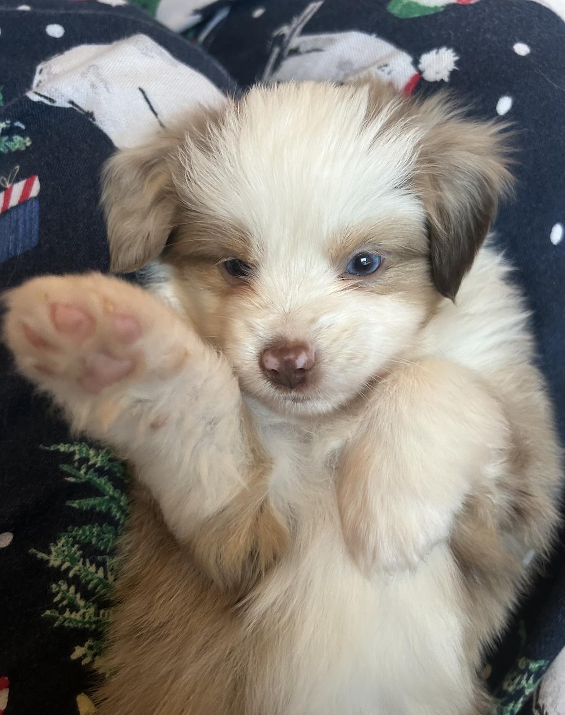 Enlarge Chuck (Peanuts)/Macchiato, a Adopted Australian Shepherd in Arlington, TX image 6/6