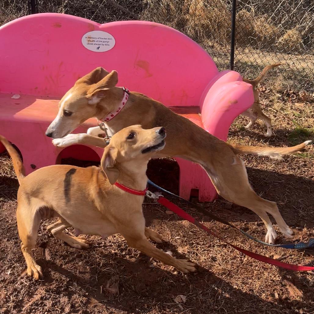 Maisy Mouse — thumbnail 3