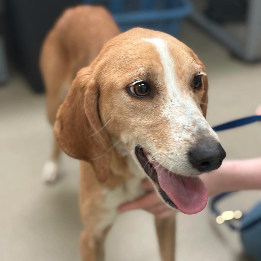 Maisy Mouse — thumbnail 4