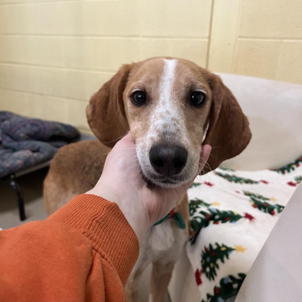 Maisy Mouse — thumbnail 5