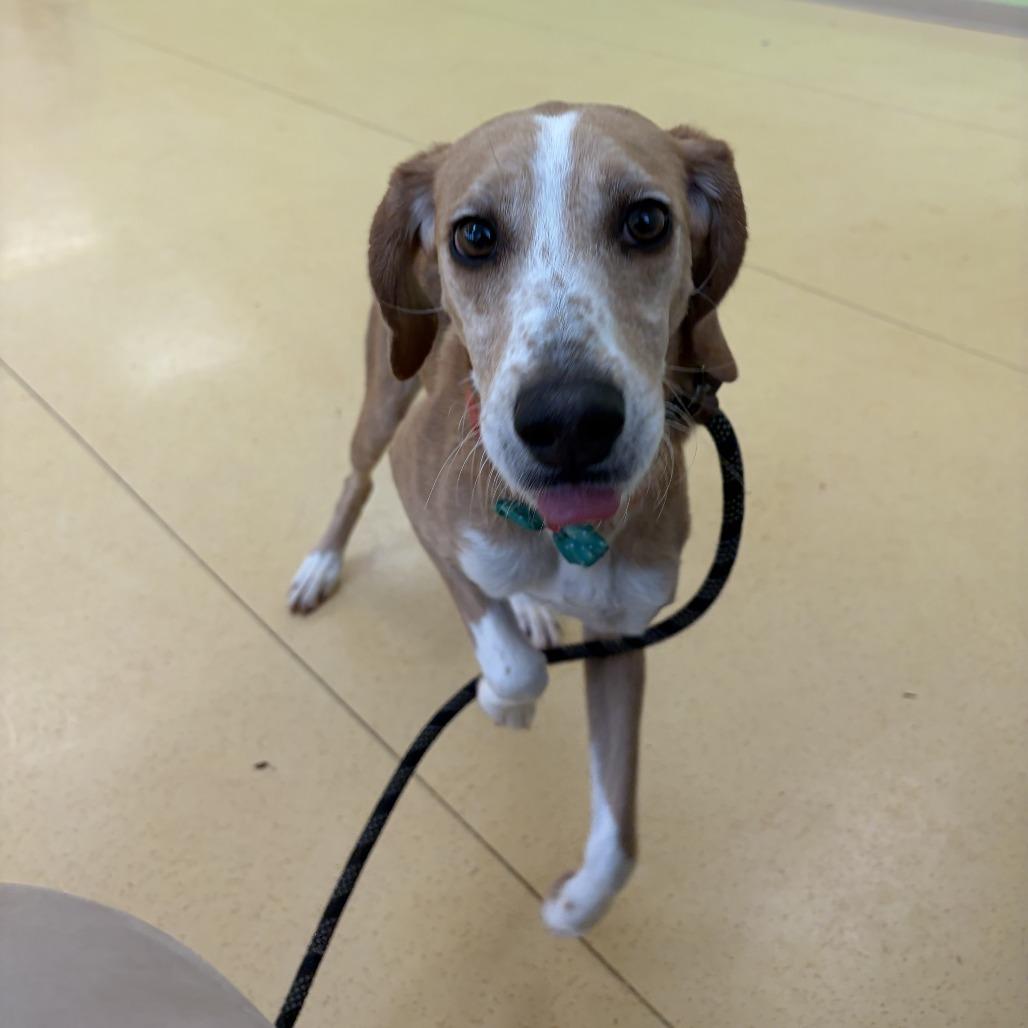 Maisy Mouse — thumbnail 6