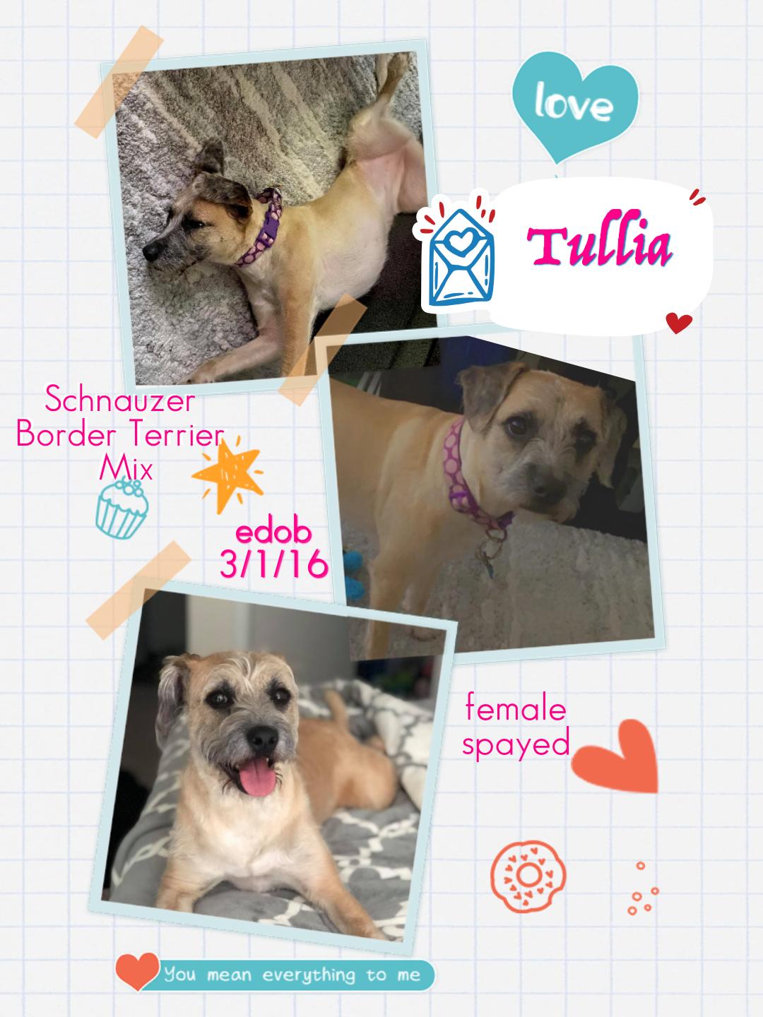 Tullia WV10002-T  LOCAL Adoption Event in Woodinville 2/22, Adoptable, Adult Female Schnauzer & Border Terrier.