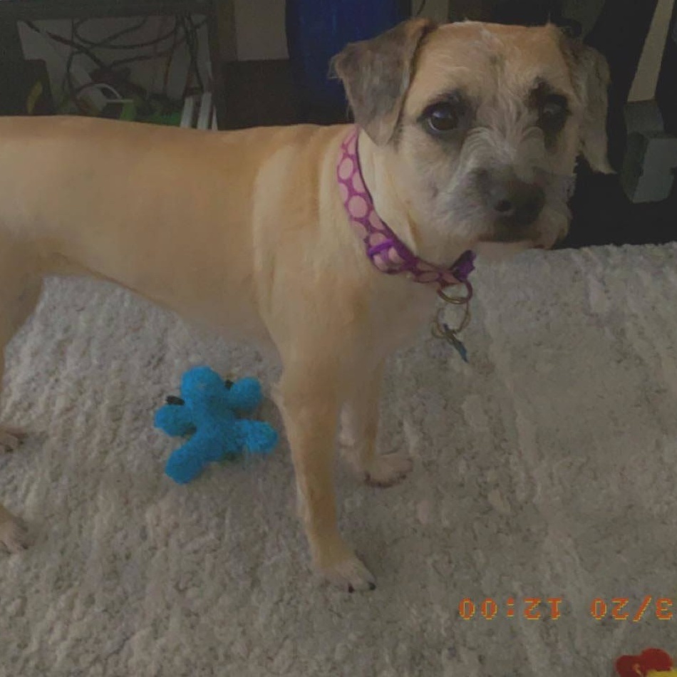 Enlarge Tullia WV10002-T  LOCAL Adoption Event in Woodinville 2/22, a Adoptable mixed breed in Woodinville, WA image 4/4