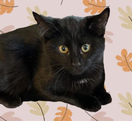 Venus, Adoptable, Young Female Domestic Short Hair & Domestic Short Hair.
