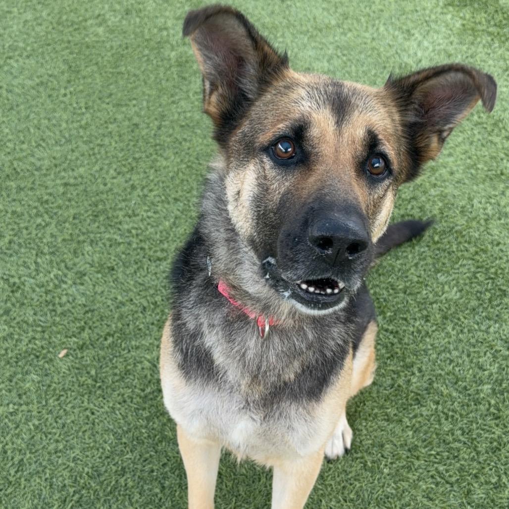 Enlarge Ashley A2182723, a Adoptable German Shepherd Dog in San Antonio, TX image 1/6