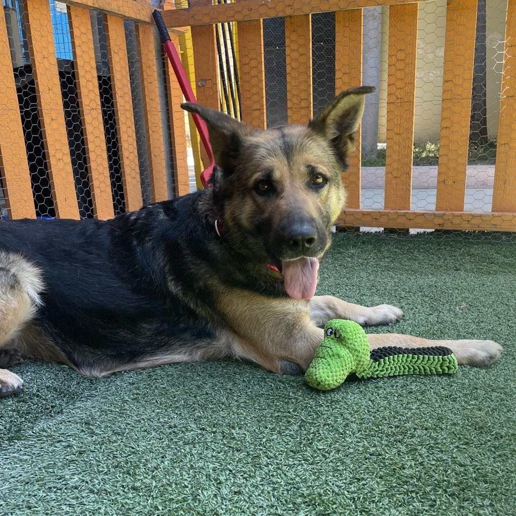 Enlarge Ashley A2182723, a Adoptable German Shepherd Dog in San Antonio, TX image 3/6