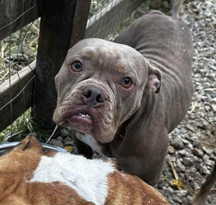 Mocha Latte, a Adoptable American Bulldog in Brownstown, IN image 1/2