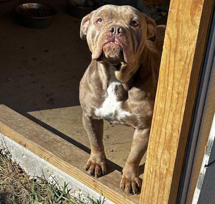 Mocha Latte, a Adoptable American Bulldog in Brownstown, IN image 2/2