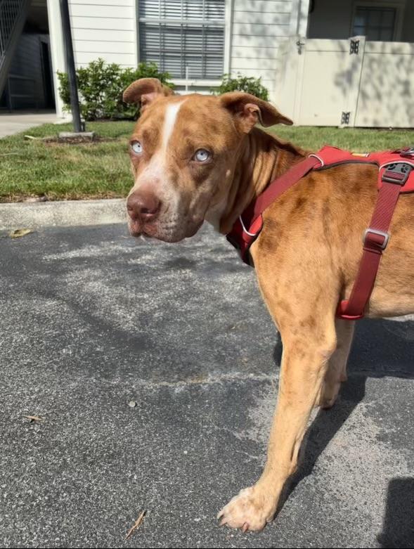 Moon, Adoptable, Young Male Catahoula Leopard Dog.