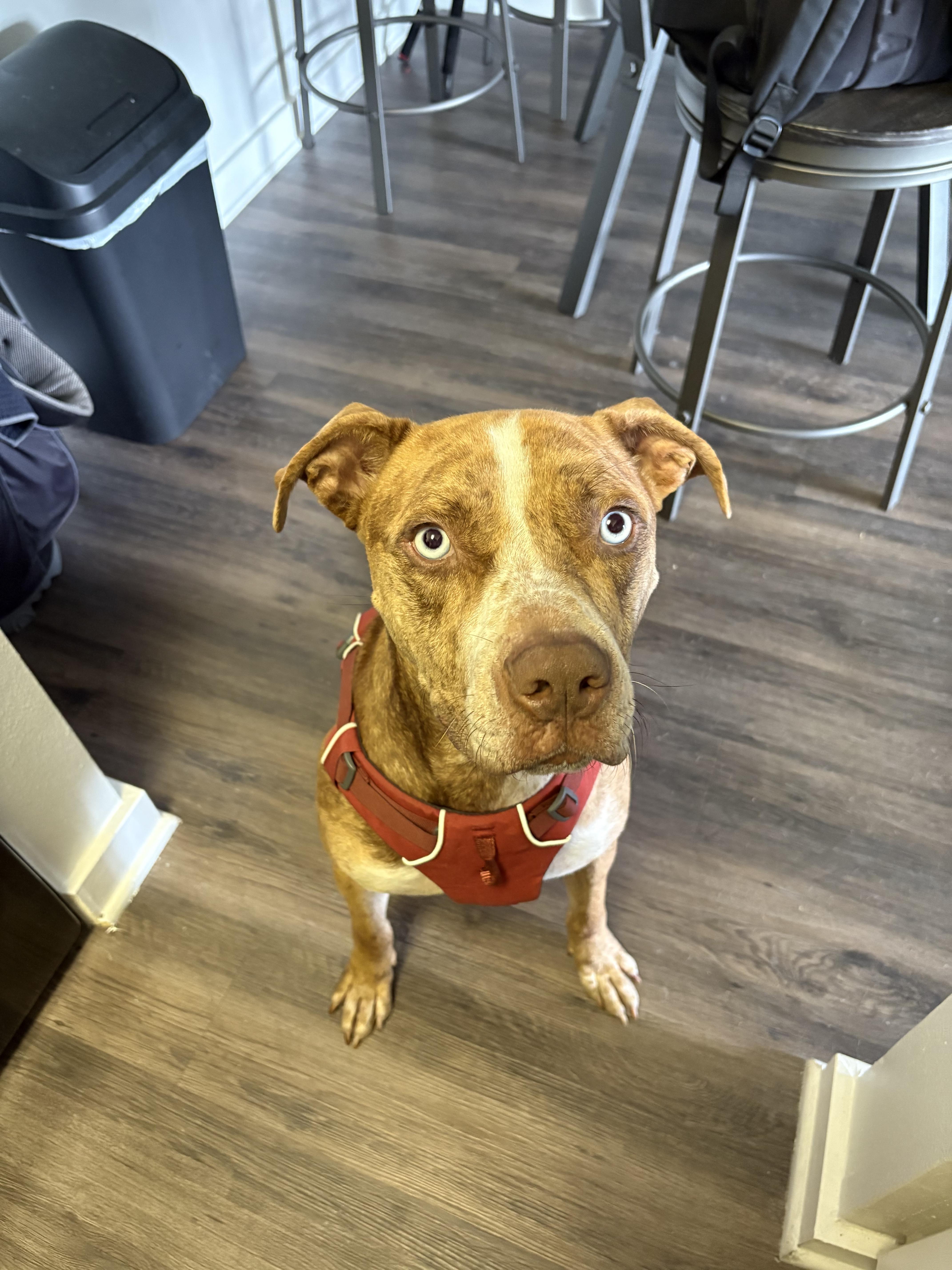 Moon, a Adoptable Catahoula Leopard Dog in tampa, FL image 2/3