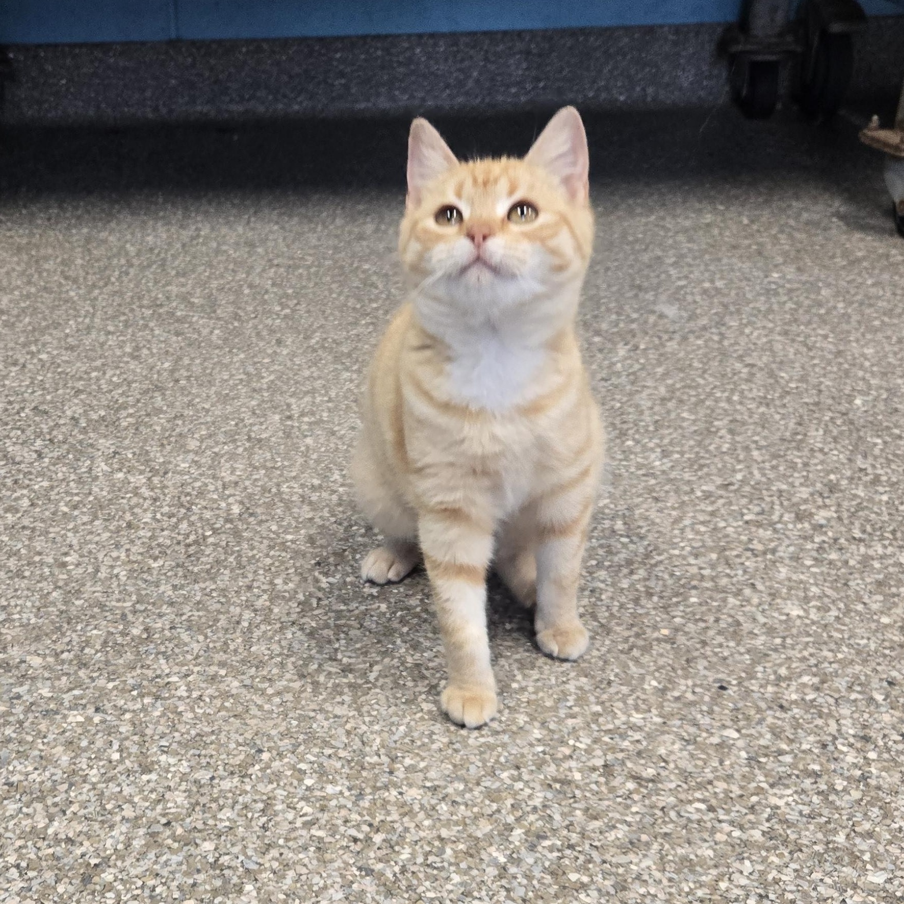 Enlarge Chitato, an adopted mixed breed in Tyner, NC image 2/2