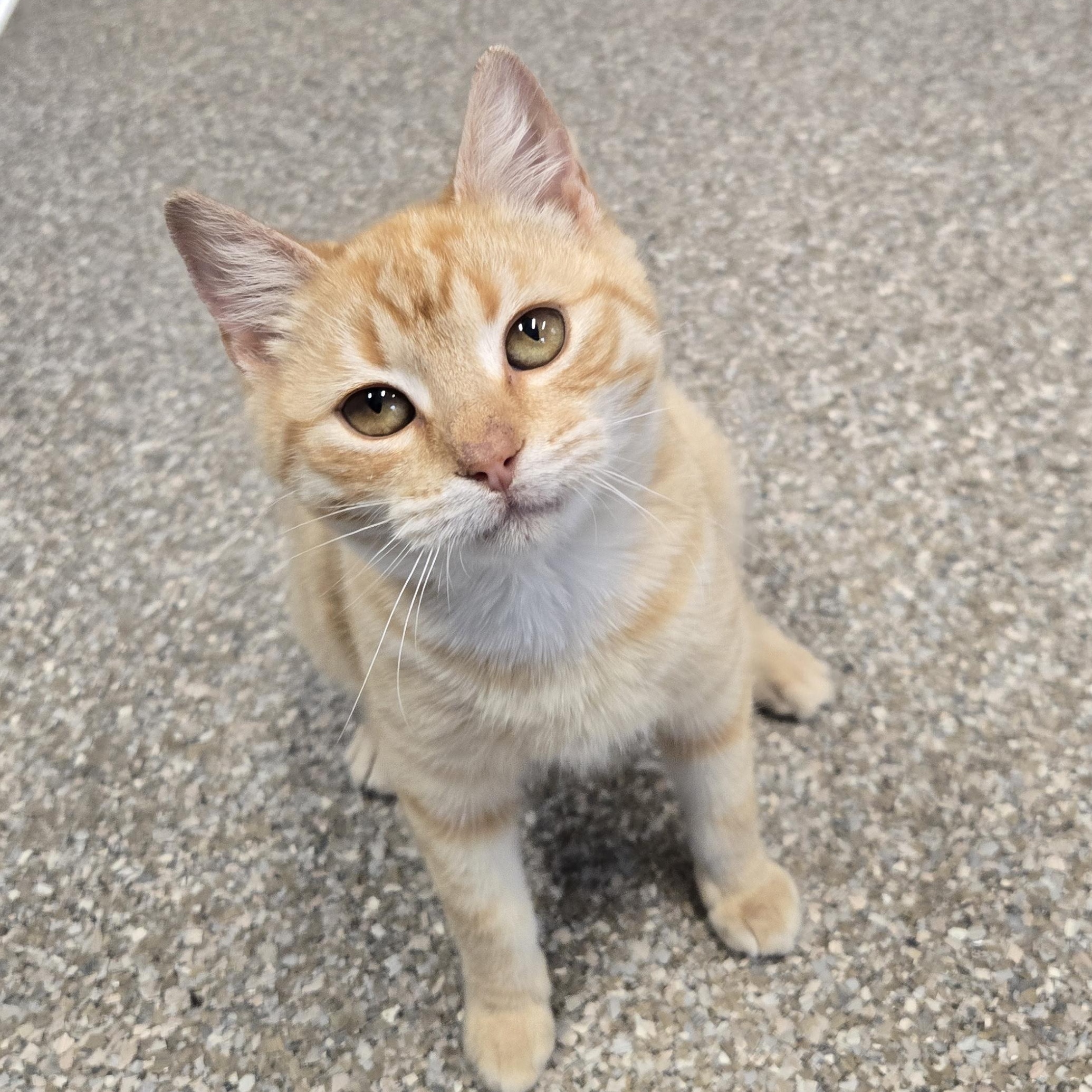 Chitato, adopted, Kitten Female Domestic Short Hair.