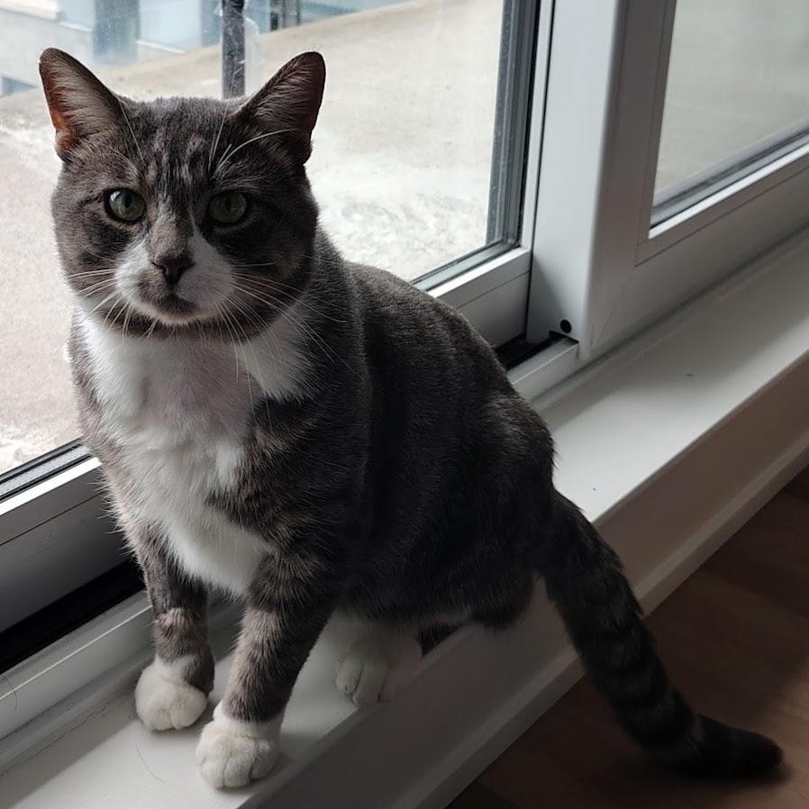 Enlarge Gandalf, a Adoptable Domestic Short Hair in Ottawa, ON image 3/6