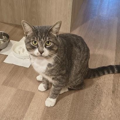Gandalf, Adoptable, Adult Male Domestic Short Hair.