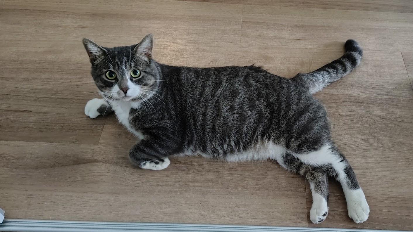 Enlarge Gandalf, a Adoptable Domestic Short Hair in Ottawa, ON image 6/6