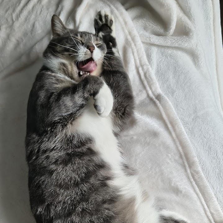 Enlarge Gandalf, a Adoptable Domestic Short Hair in Ottawa, ON image 4/6