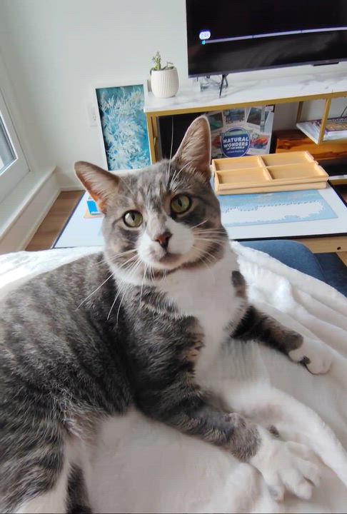 Enlarge Gandalf, a Adoptable Domestic Short Hair in Ottawa, ON video 5/6