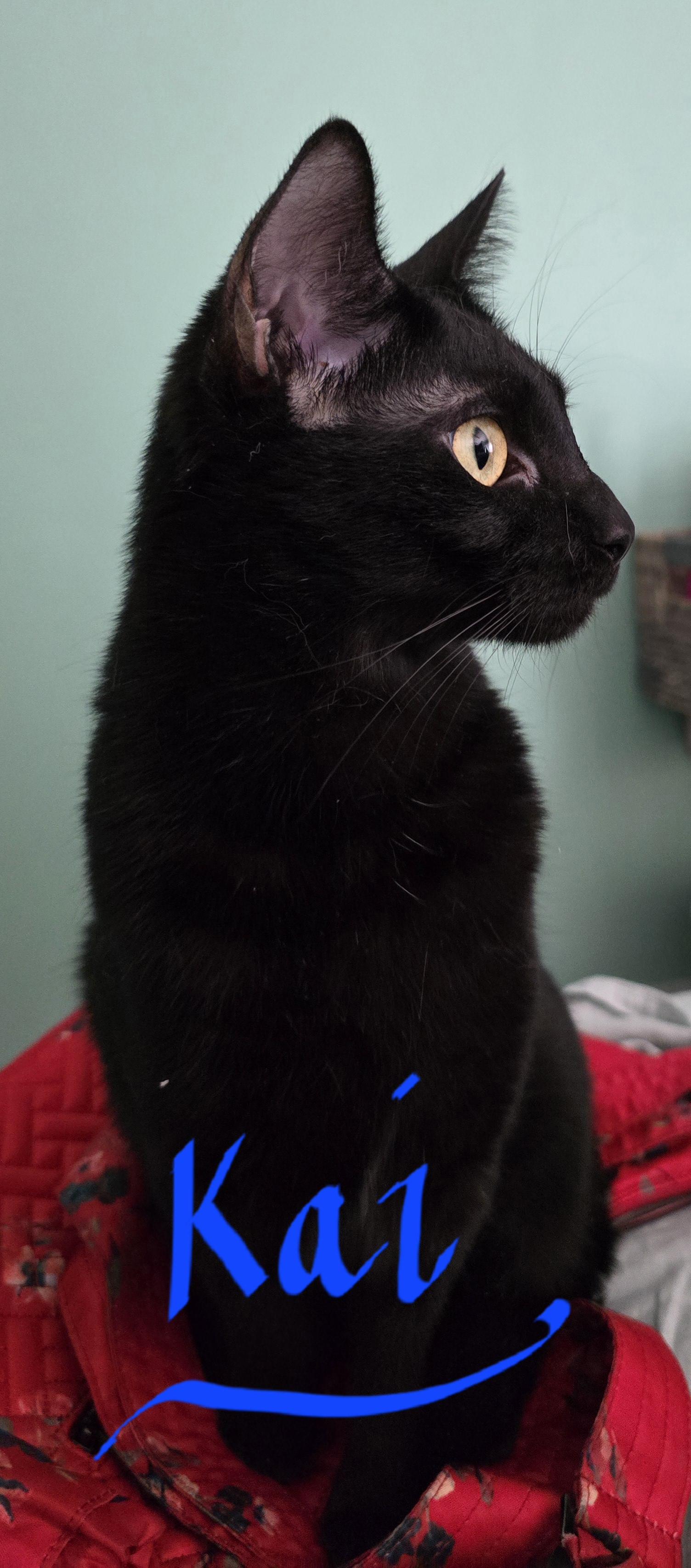 Kai, Adult Female Domestic Short Hair
