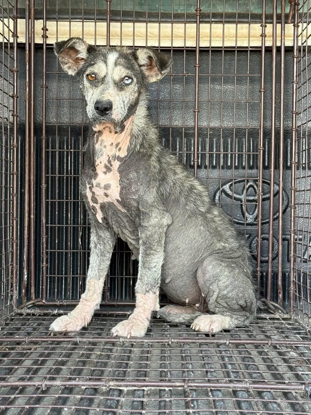 Mya, an adoptable Klee Kai in Eugene, OR, 97404 | Photo Image 4