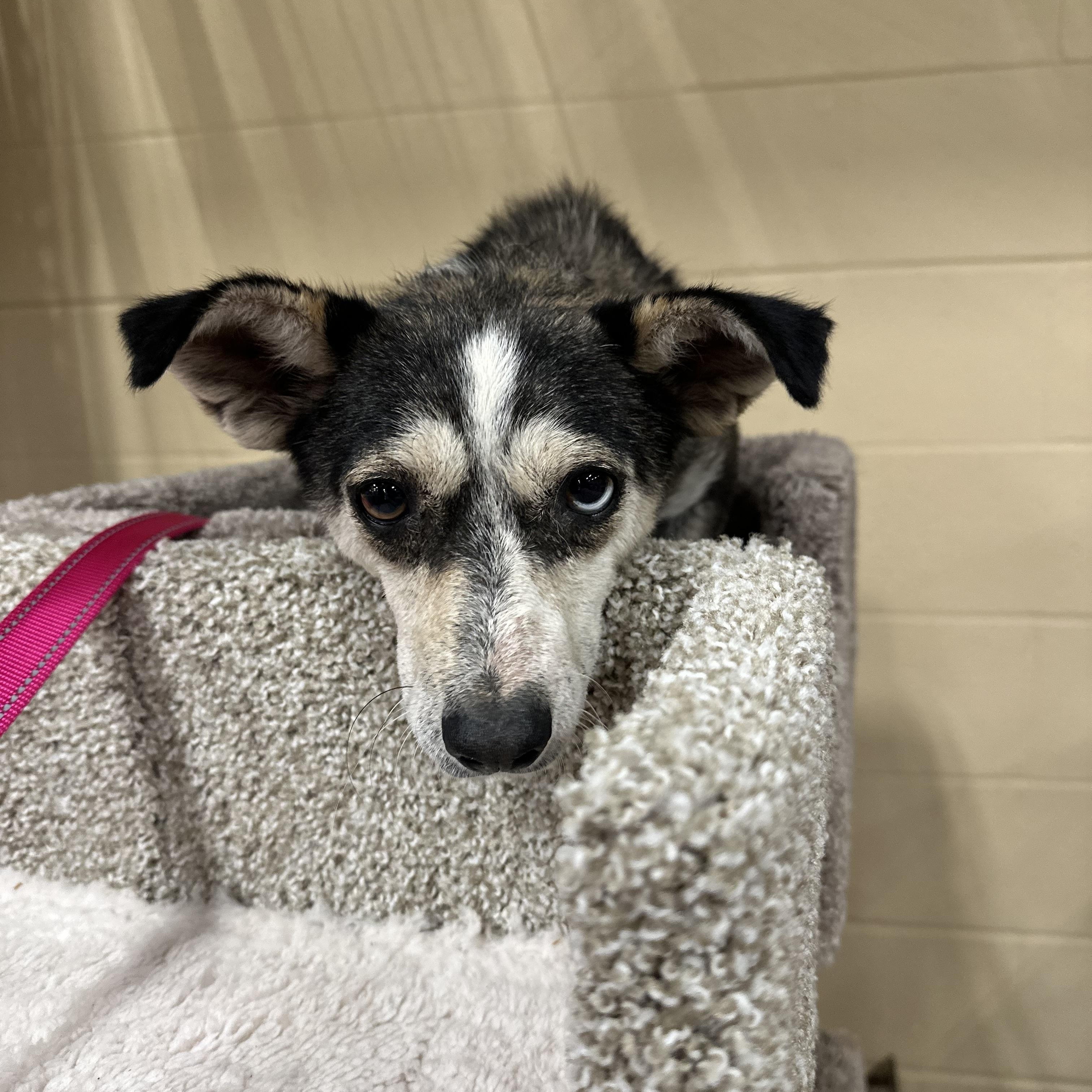 Mya, an adoptable Klee Kai in Eugene, OR, 97404 | Photo Image 3